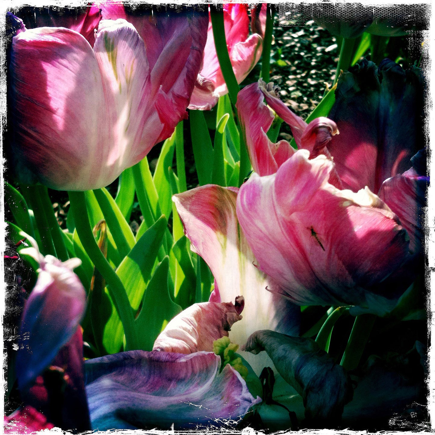 Tulip Tine 2