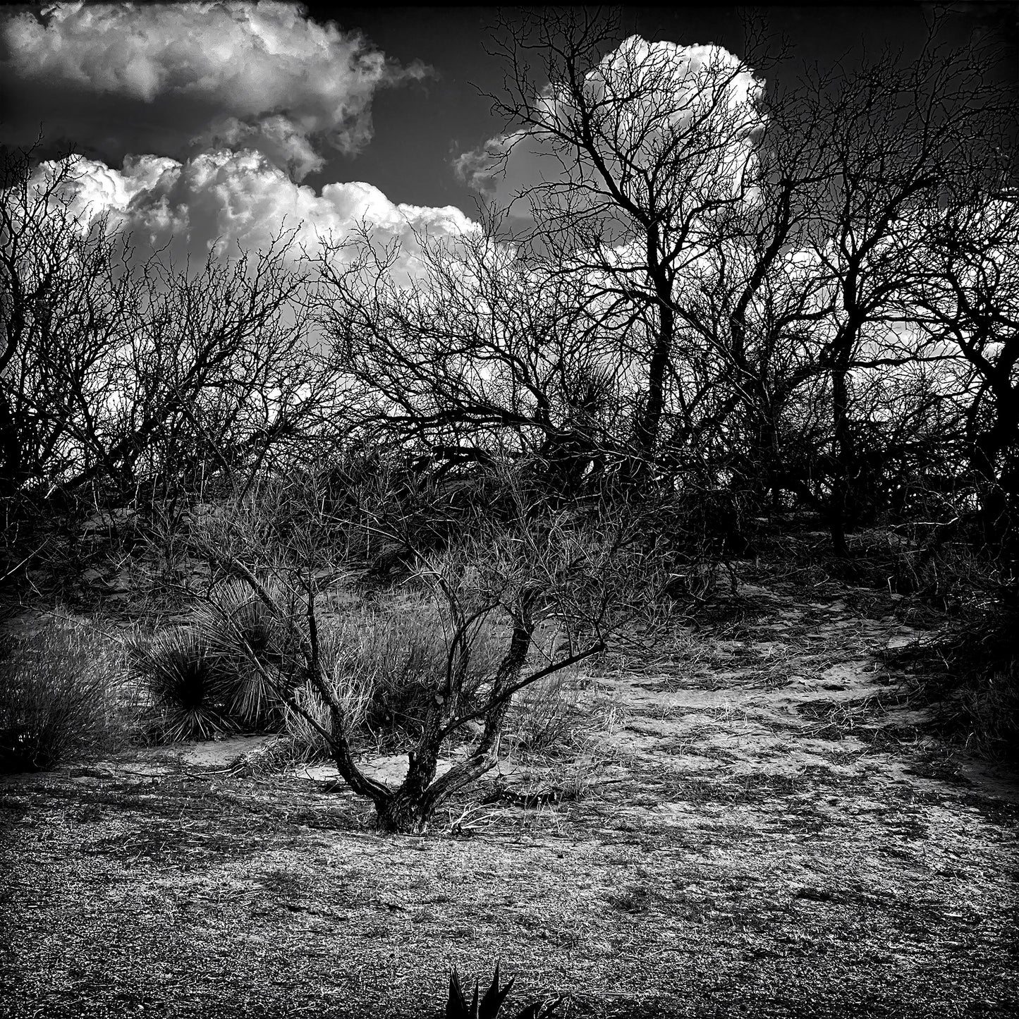 Somewhere in New Mexico #6
