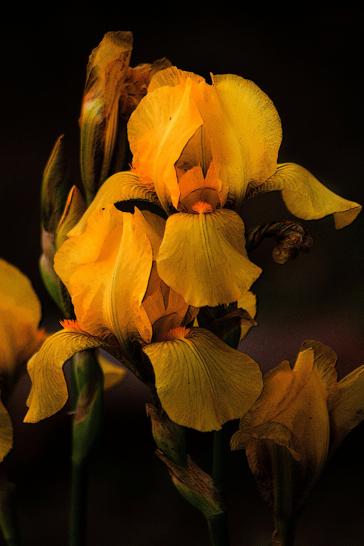 Iris