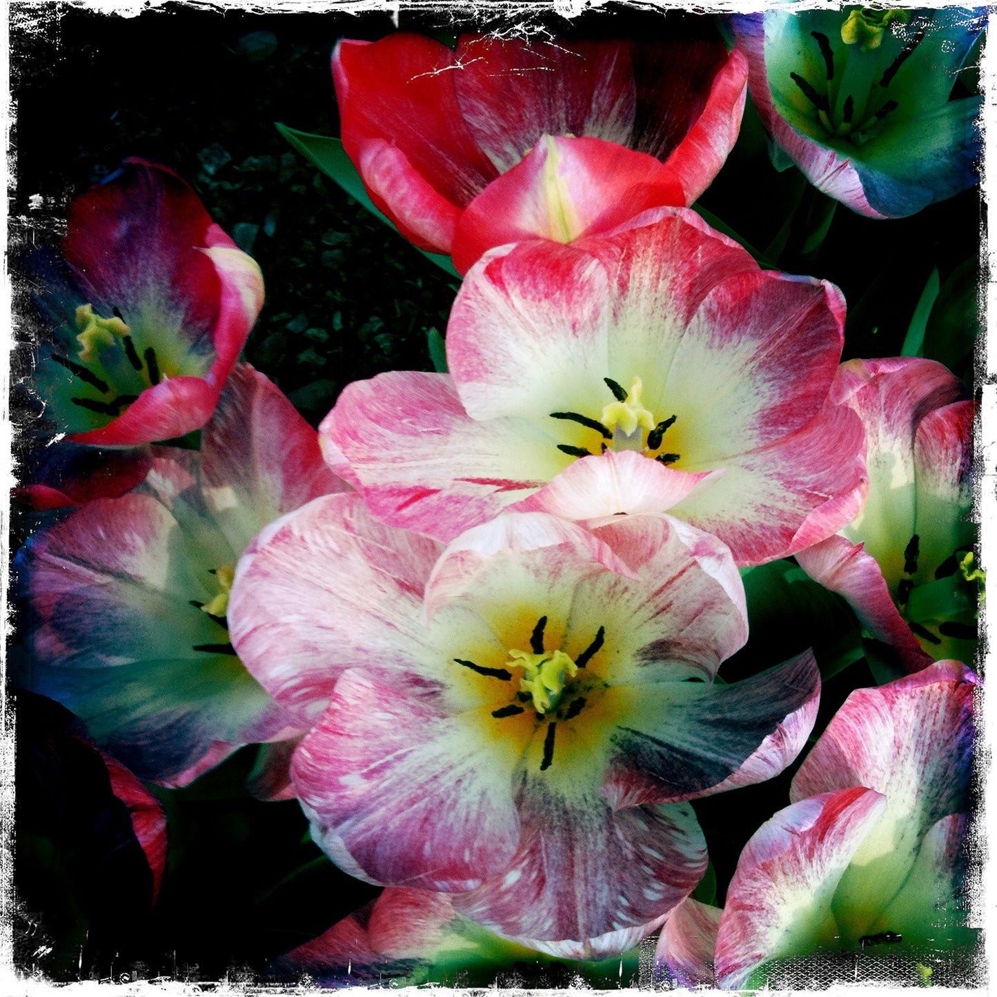 Tulip  Time 1