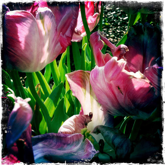 Tulip Tine 2