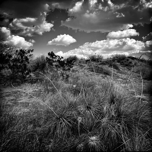 Somewhere in New Mexico #4