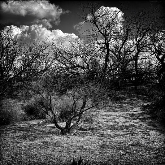 Somewhere in New Mexico #6